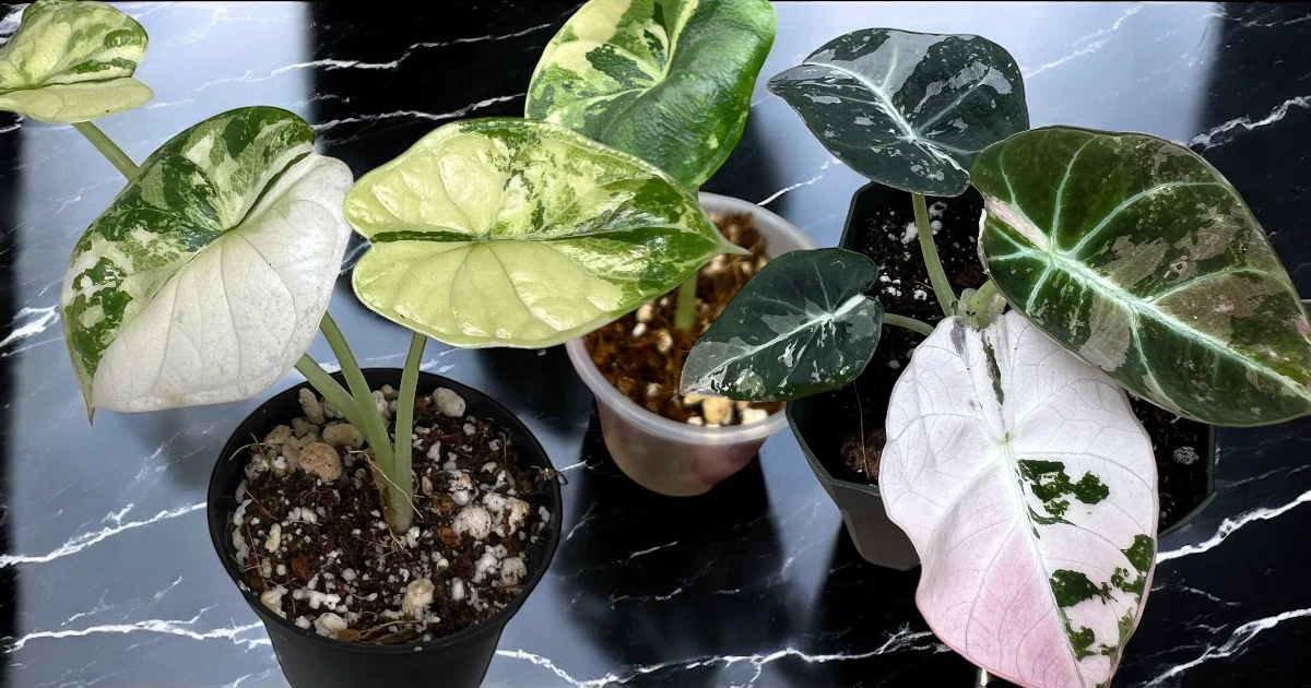 Tissue Culture Plants